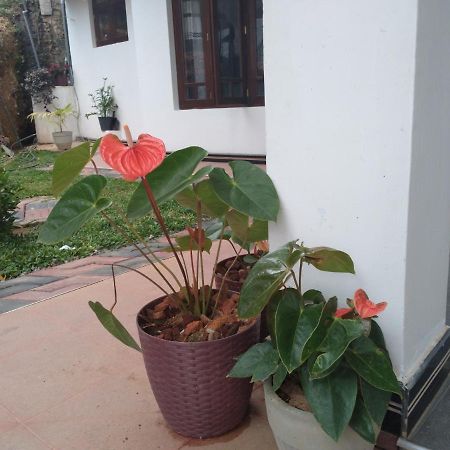 Holly House Homestay Элла Экстерьер фото